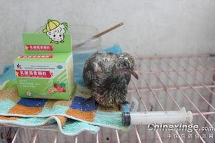 屎尿片 日本,揭秘日本婴幼儿用品的独特魅力