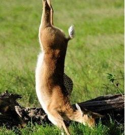 奈何豹子又如何免费观看,轻松观看攻略大公开